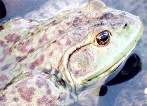 田鸡最新爆料,娱乐圈幕后真相大曝光！